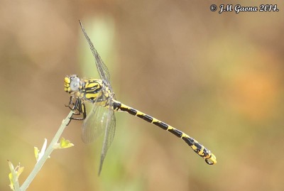 Onychogomphus uncatus macho en estado por Jose Manuel Gaona