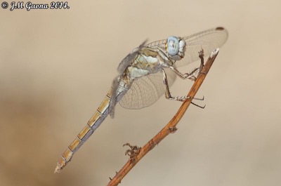 Orthetrum brunneum hembra en estado por Jose Manuel Gaona