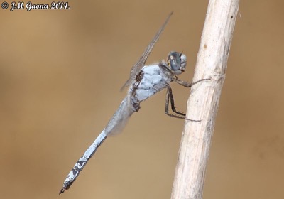 Orthetrum brunneum macho en estado por Jose Manuel Gaona