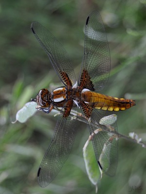 Libellula depressa hembra en estado por Juan Pedro Serrano León