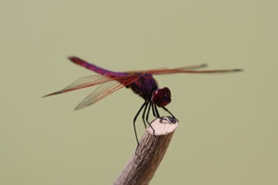 Trithemis annulata macho en estado por Angel Martín Ojeda