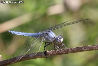 Orthetrum brunneum macho en estado por Jose Manuel Gaona