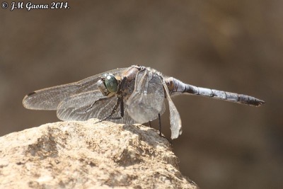 Orthetrum cancellatum macho en estado por Jose Manuel Gaona
