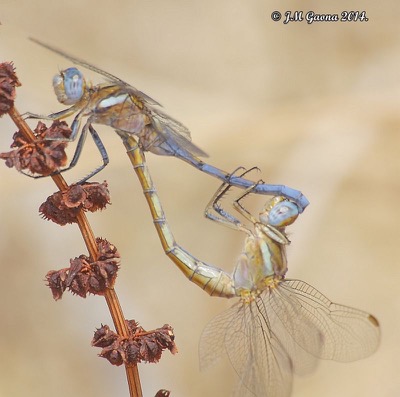 Orthetrum chrysostigma copula en estado por Jose Manuel Gaona