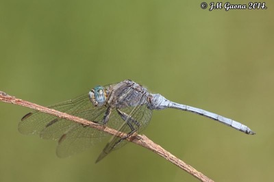 Orthetrum chrysostigma macho en estado por Jose Manuel Gaona
