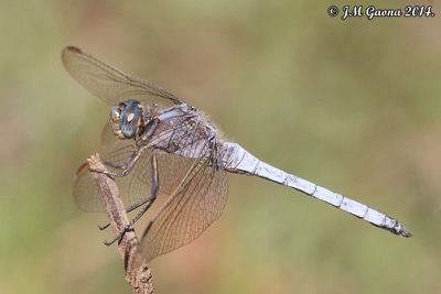 Orthetrum coerulescens macho en estado por Jose Manuel Gaona