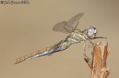 Orthetrum nitidinerve hembra en estado por Jose Manuel Gaona