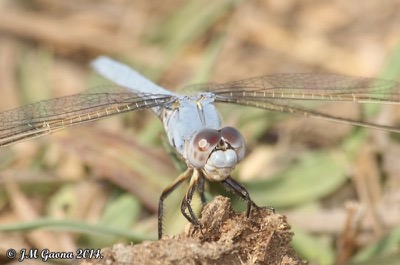Orthetrum nitidinerve macho en estado por Jose Manuel Gaona