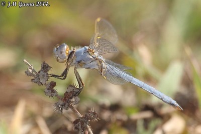Orthetrum nitidinerve macho en estado por Jose Manuel Gaona