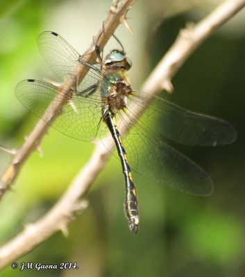 Oxygastra curtisii macho en estado por Jose Manuel Gaona