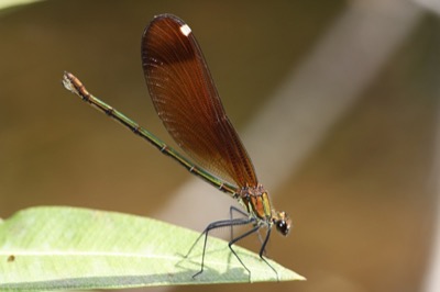 Calopteryx haemorrhoidalis hembra en estado por Angel Martín Ojeda