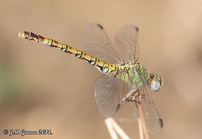 Paragomphus genei hembra en estado por Jose Manuel Gaona