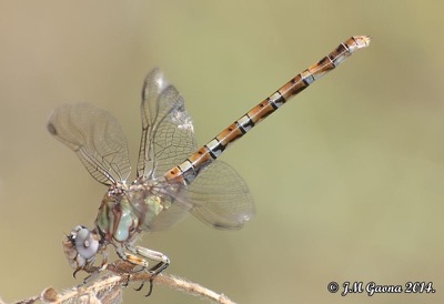 Paragomphus genei macho en estado por Jose Manuel Gaona