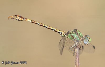 Paragomphus genei macho en estado por Jose Manuel Gaona