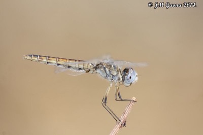 Selysiothemis nigra hembra en estado por Jose Manuel Gaona