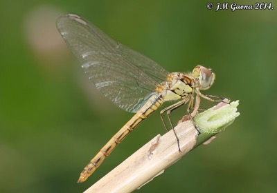 Sympetrum sinaiticum hembra en estado por Jose Manuel Gaona