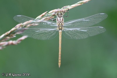 Sympetrum sinaiticum macho en estado por Jose Manuel Gaona