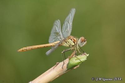 Sympetrum sinaiticum macho en estado por Jose Manuel Gaona