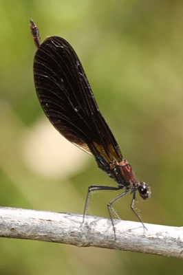 Calopteryx haemorrhoidalis macho en estado por Angel Martín Ojeda