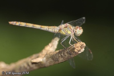 Sympetrum striolatum hembra en estado por Jose Manuel Gaona