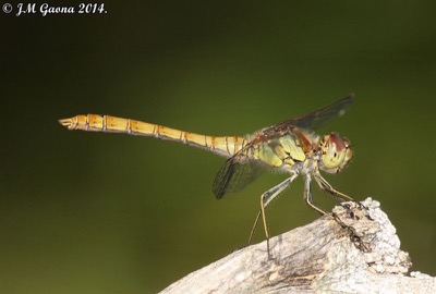 Sympetrum striolatum macho en estado por Jose Manuel Gaona