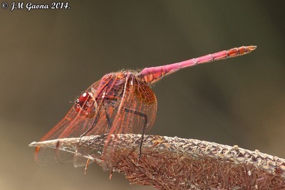Trithemis annulata macho en estado por Jose Manuel Gaona