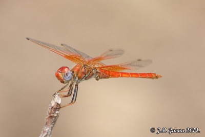 Trithemis kirbyi macho en estado por Jose Manuel Gaona