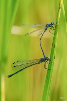 Lestes macrostigma copula en estado por David Melero López