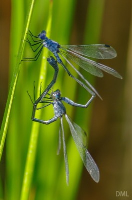 Lestes macrostigma copula en estado por David Melero López