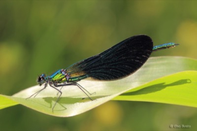 Calopteryx virgo macho en estado por Elsa Busto