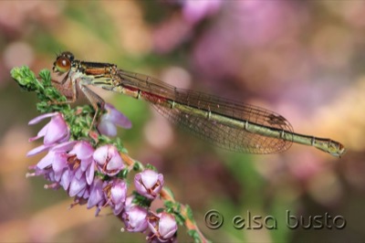Ceriagrion tenellum hembra en estado por Elsa Busto