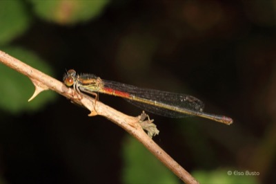 Ceriagrion tenellum hembra en estado por Elsa Busto