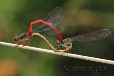 Ceriagrion tenellum copula en estado por Elsa Busto