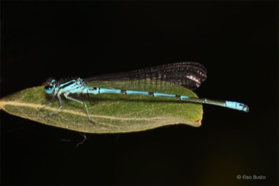 Coenagrion puella macho en estado por Elsa Busto