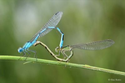 Enallagma cyathigerum copula en estado por Elsa Busto