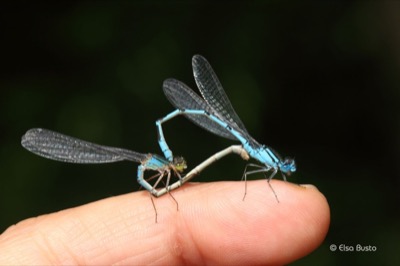 Enallagma cyathigerum copula en estado por Elsa Busto