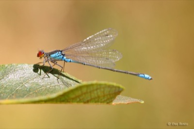 Erythromma viridulum macho en estado por Elsa Busto