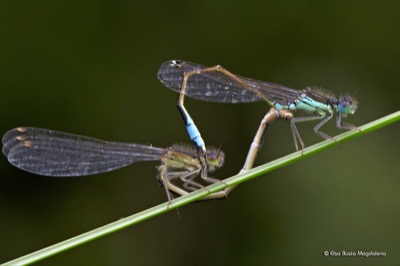 Ischnura graellsii copula en estado por Elsa Busto