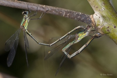 Lestes viridis copula en estado por Elsa Busto