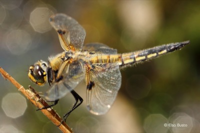 Libellula quadrimaculata hembra en estado por Elsa Busto