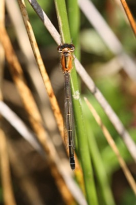 Ischnura graellsii en estado por Angel Martín Ojeda