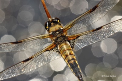 Libellula quadrimaculata hembra en estado por Elsa Busto