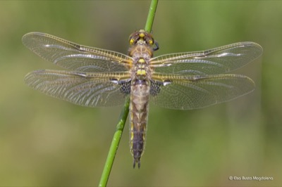 Libellula quadrimaculata hembra en estado por Elsa Busto