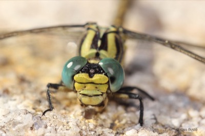 Onychogomphus uncatus macho en estado por Elsa Busto