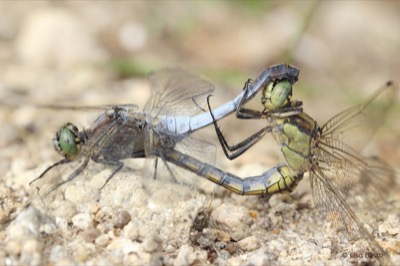 Orthetrum cancellatum copula en estado por Elsa Busto