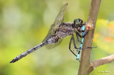 Orthetrum cancellatum macho en estado por Elsa Busto