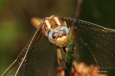 Orthetrum coerulescens hembra en estado por Elsa Busto