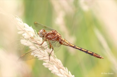 Orthetrum coerulescens macho en estado por Elsa Busto