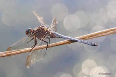 Orthetrum coerulescens macho en estado por Elsa Busto