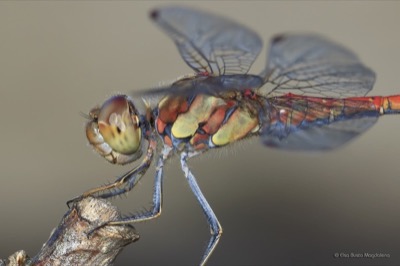 Sympetrum striolatum macho en estado por Elsa Busto